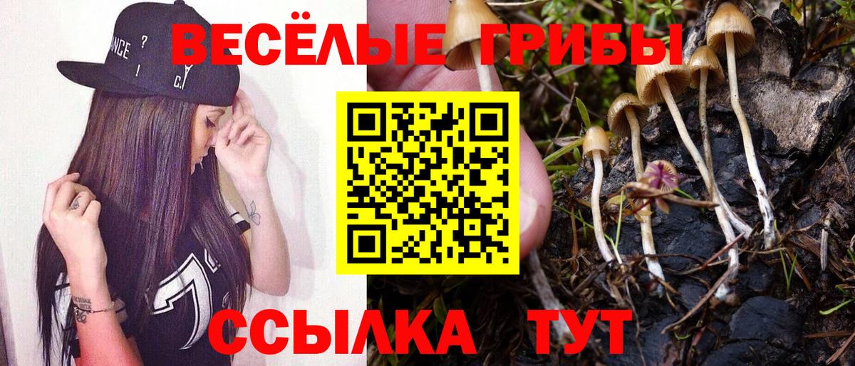Псилоцибиновые грибы GOLDEN TEACHER Каменка